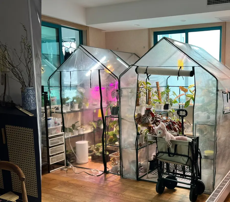 Turn a propagation station into a mini indoor greenhouse