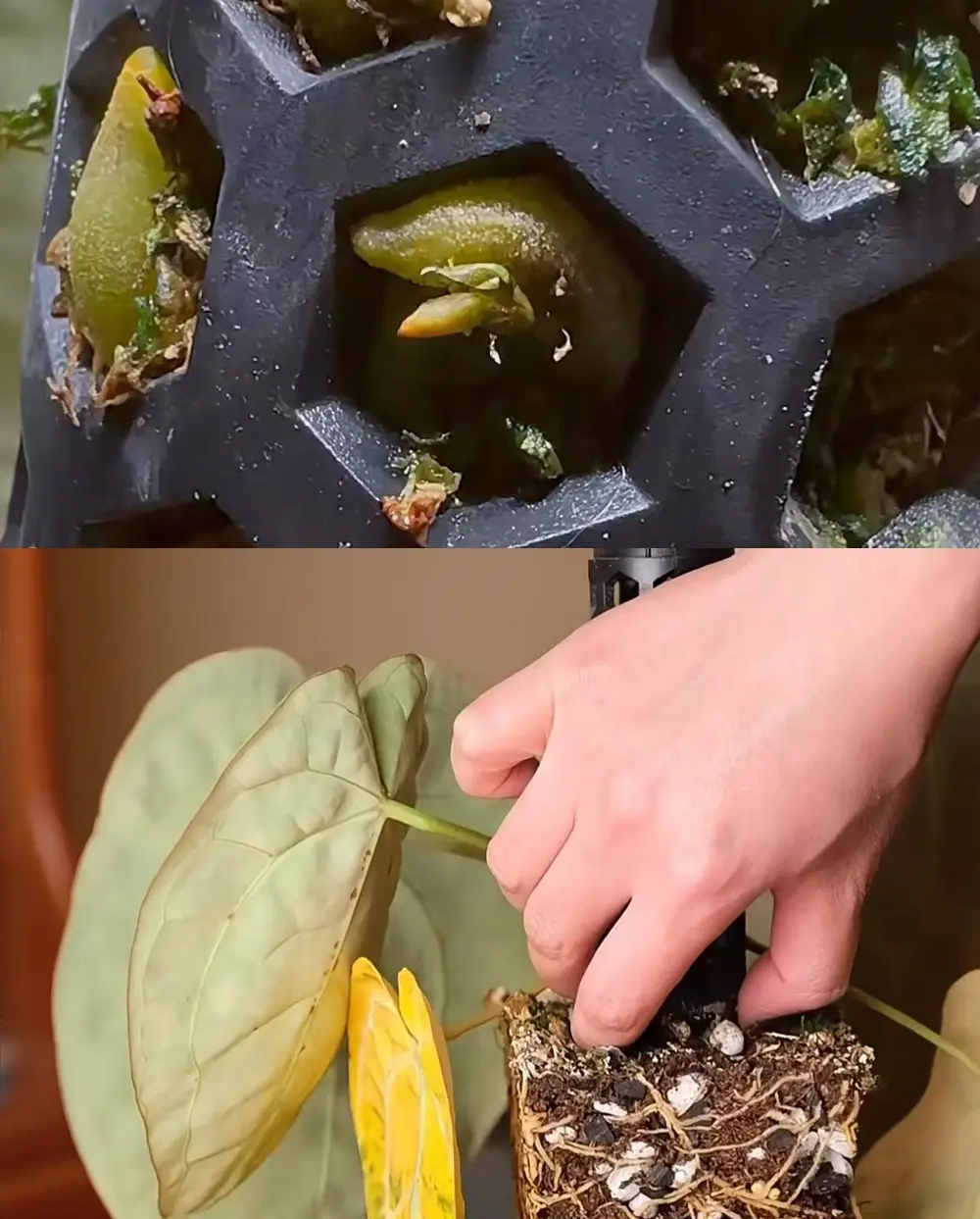 Using a moss pole maintains humidity around the stem and guides new aerial roots into the soil.