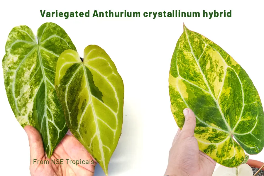 Variegated Anthurium crystallinum hybrid (from nse tropicals)