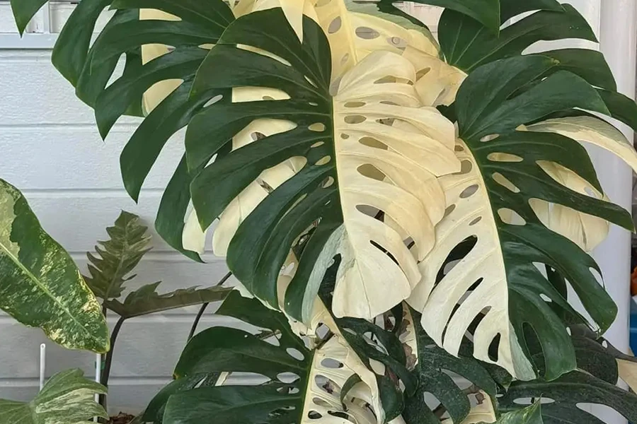 hanging plants pothos 50