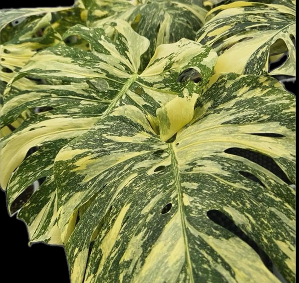 Warm, creamy variegation typical of Monstera ‘Crème Brûlée’.