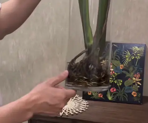 Water propagation is usually easier for beginners because you can see root development.