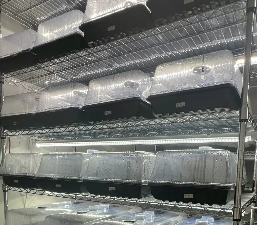 When water propagation isn’t enough—especially for leaf cuttings, node cuttings, or delicate plants—a transparent storage box becomes a simple but powerful tool.