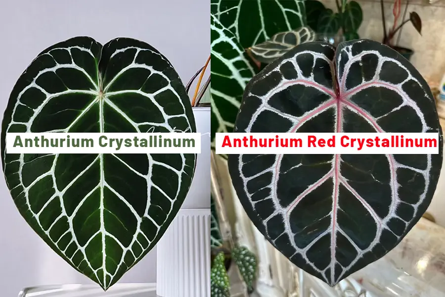 anthurium red crystallinum michelle vs. anthurium crystallinum