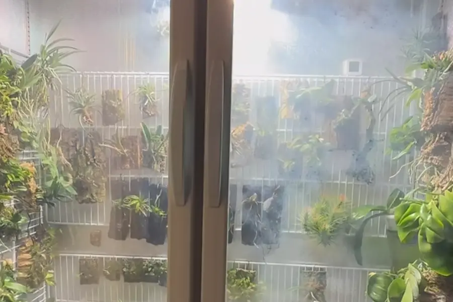 how to increase indoor humidity for plants