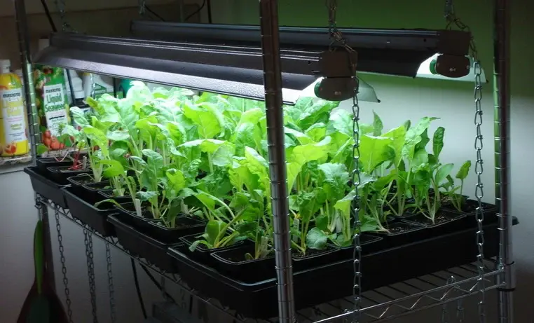 propagation with grow lights