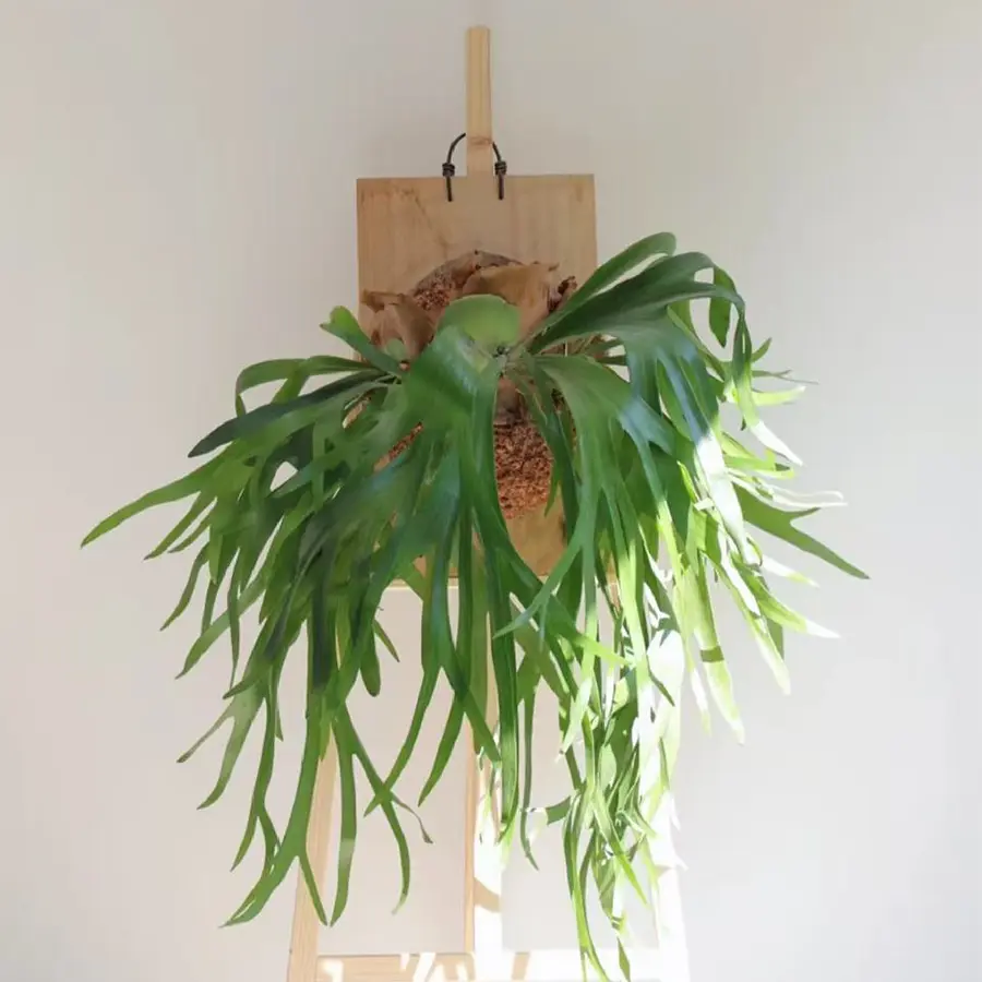 Elkhorn Fern On Wall Mounted Board