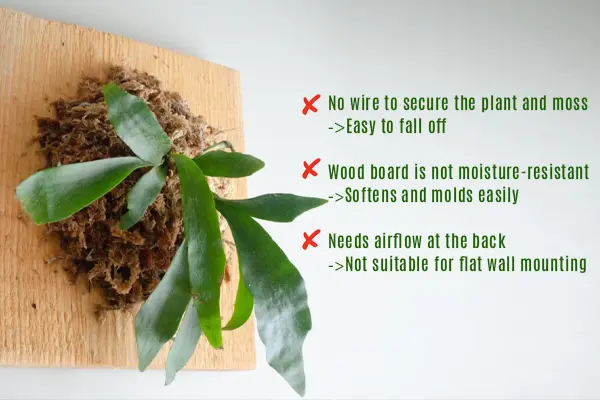 How to choose the wall mount board for staghorn ferns