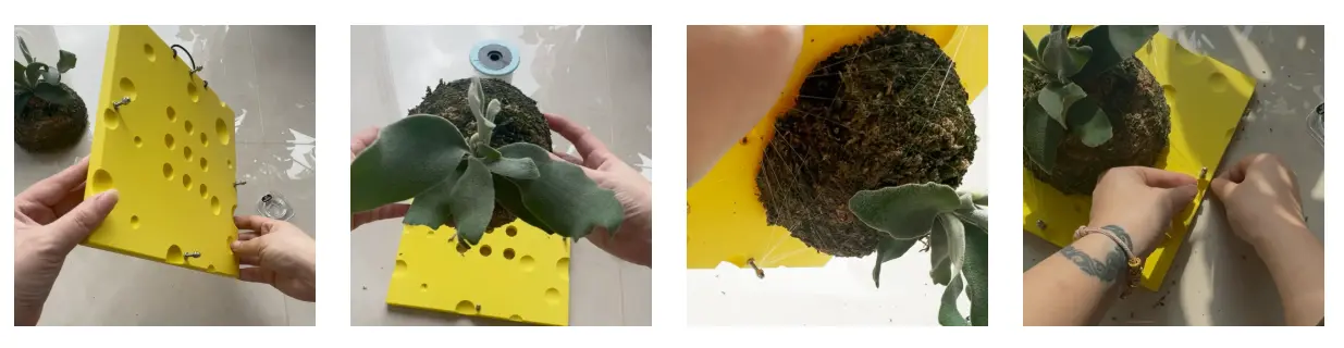 How do you mount a staghorn fern securely