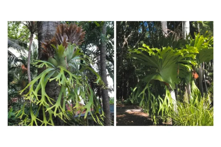 In Bali and the tropical regions of Australia, staghorn ferns can grow into large plants if the climate is suitable.
