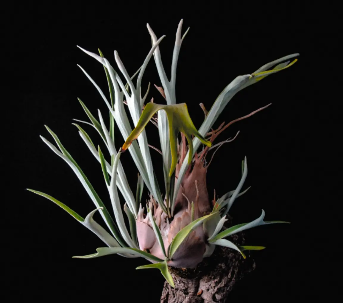 Platycerium veitchii (Silver staghorn) is known for a silvery, fuzzy surface that helps it handle brighter light and drier air. Many growers keep it as the “tough” staghorn, but it still fails if the base stays wet.
