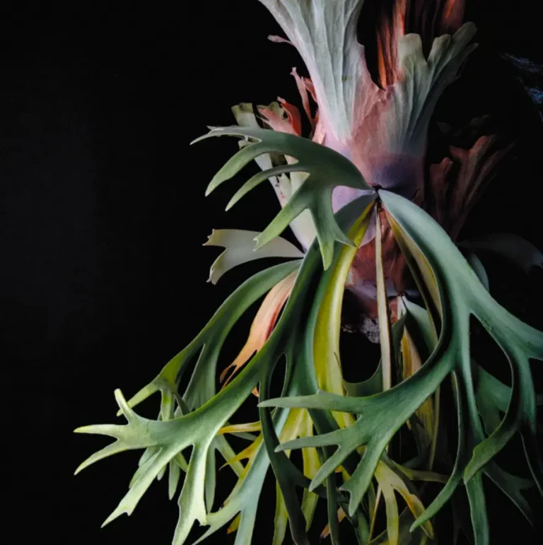 Platycerium willinckii grow with sphagnum moss