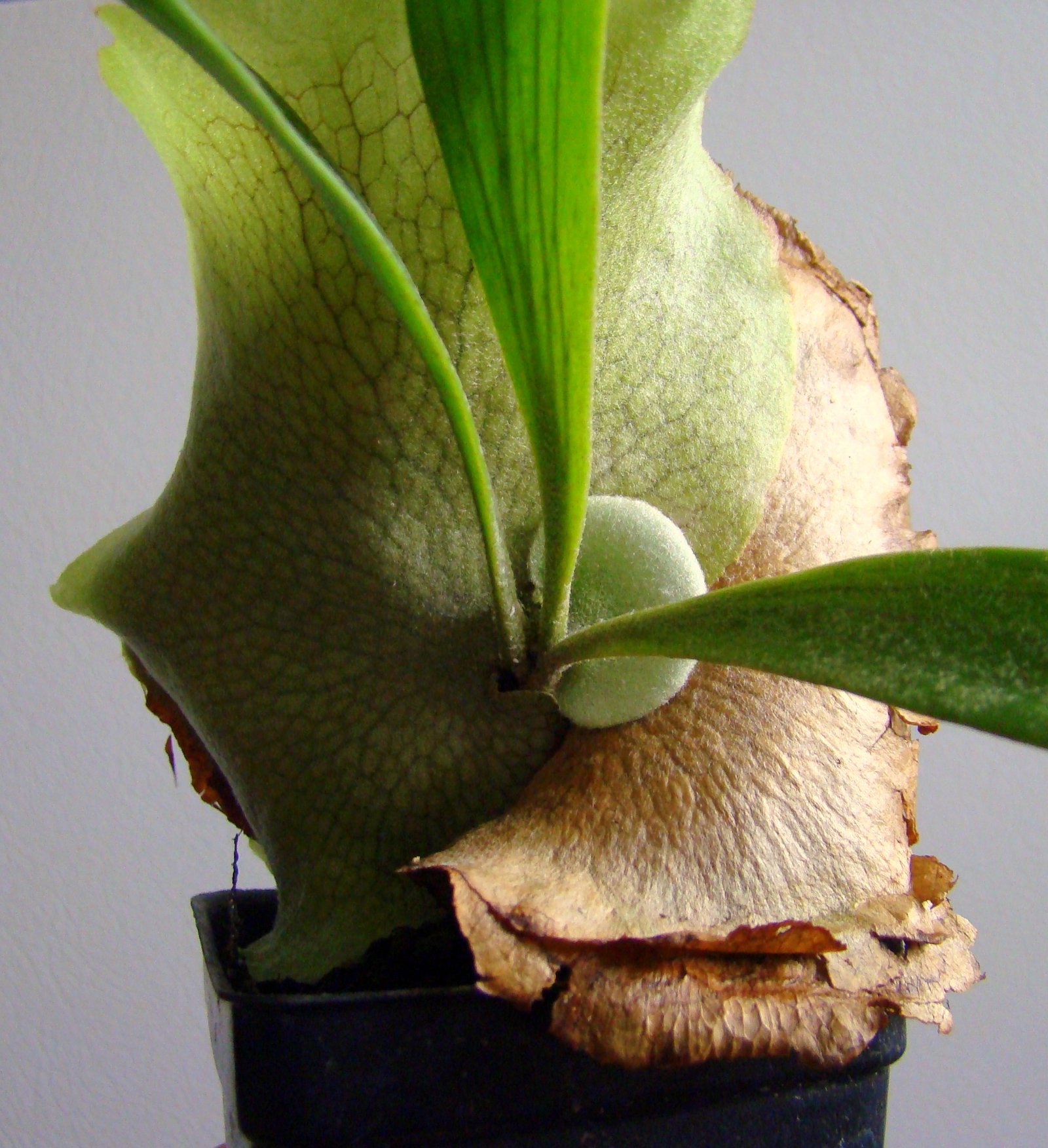 Platycerium bifurcatum staghorn fern close-up showing a shield frond and emerging antler fronds
