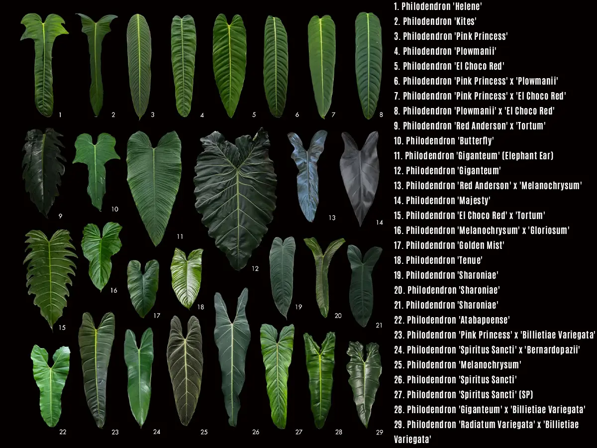 A list of 29 rare Philodendron species and hybrids indexed by number. The text is written in Chinese and includes specific varieties such as Philodendron 'Helene', 'Pink Princess' (PH), 'Plowmanii' (PP), 'El Choco Red' (PE), 'Sharoniae', and 'Spiritus Sancti', as well as various crosses between these species.