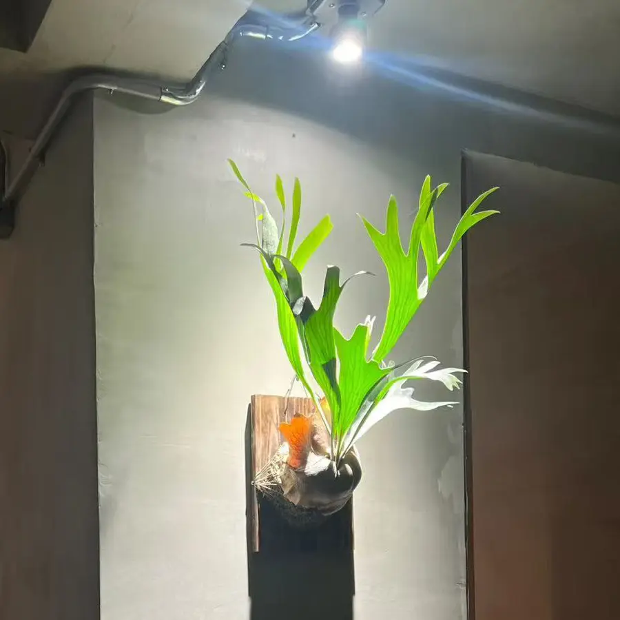 if you’re intentional with your setup, you can actually train a bifurcatum to have upright fronds by light control.