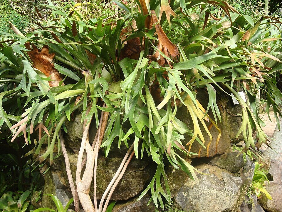 Platycerium bifurcatum staghorn fern mature clump growing epiphytically, showing antler fronds and basal shields