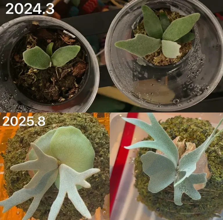 mount a staghorn ferns when it grows up