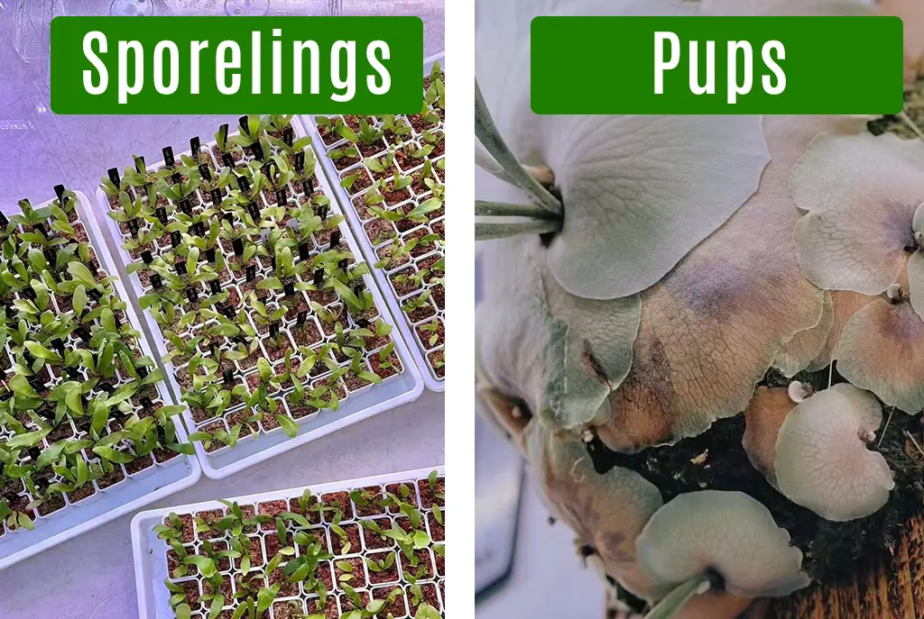 how to identify staghorn fern at home staghorn ferns pups vs. sporelings, how to identify staghorn ferns species and types