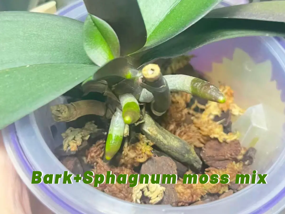 spahnum moss and bark mixed for orchids reviews