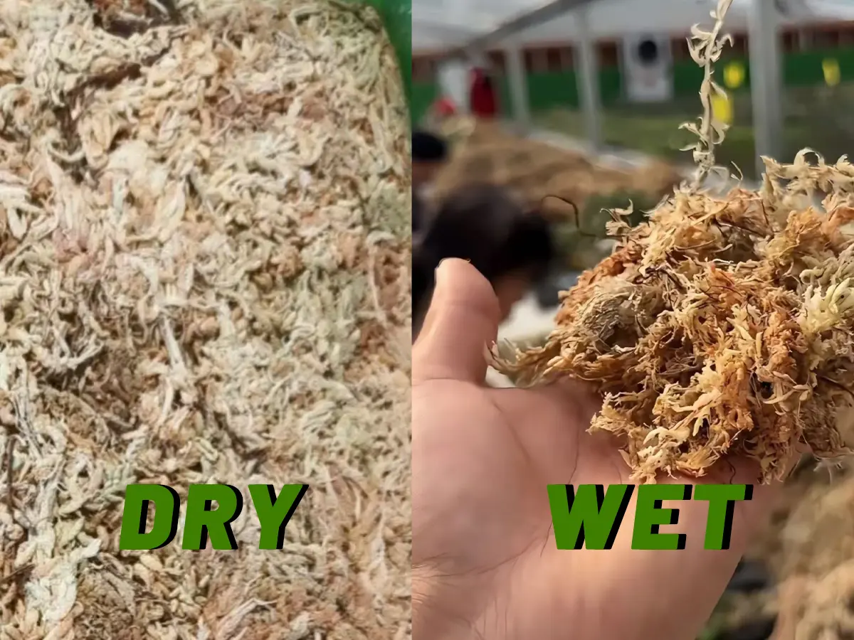 how to prepare Sphagnum moss before use - how it looks when dry and wet