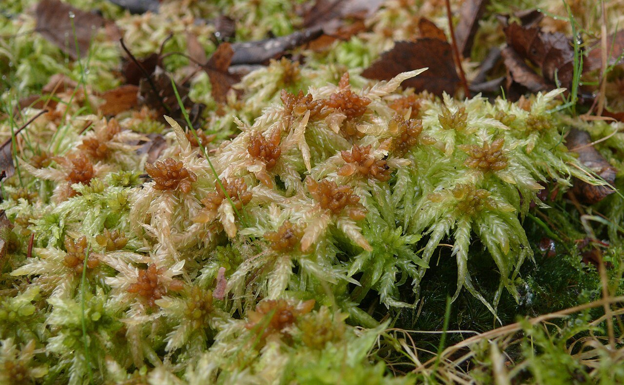 Close up of wet Sphagnum moss