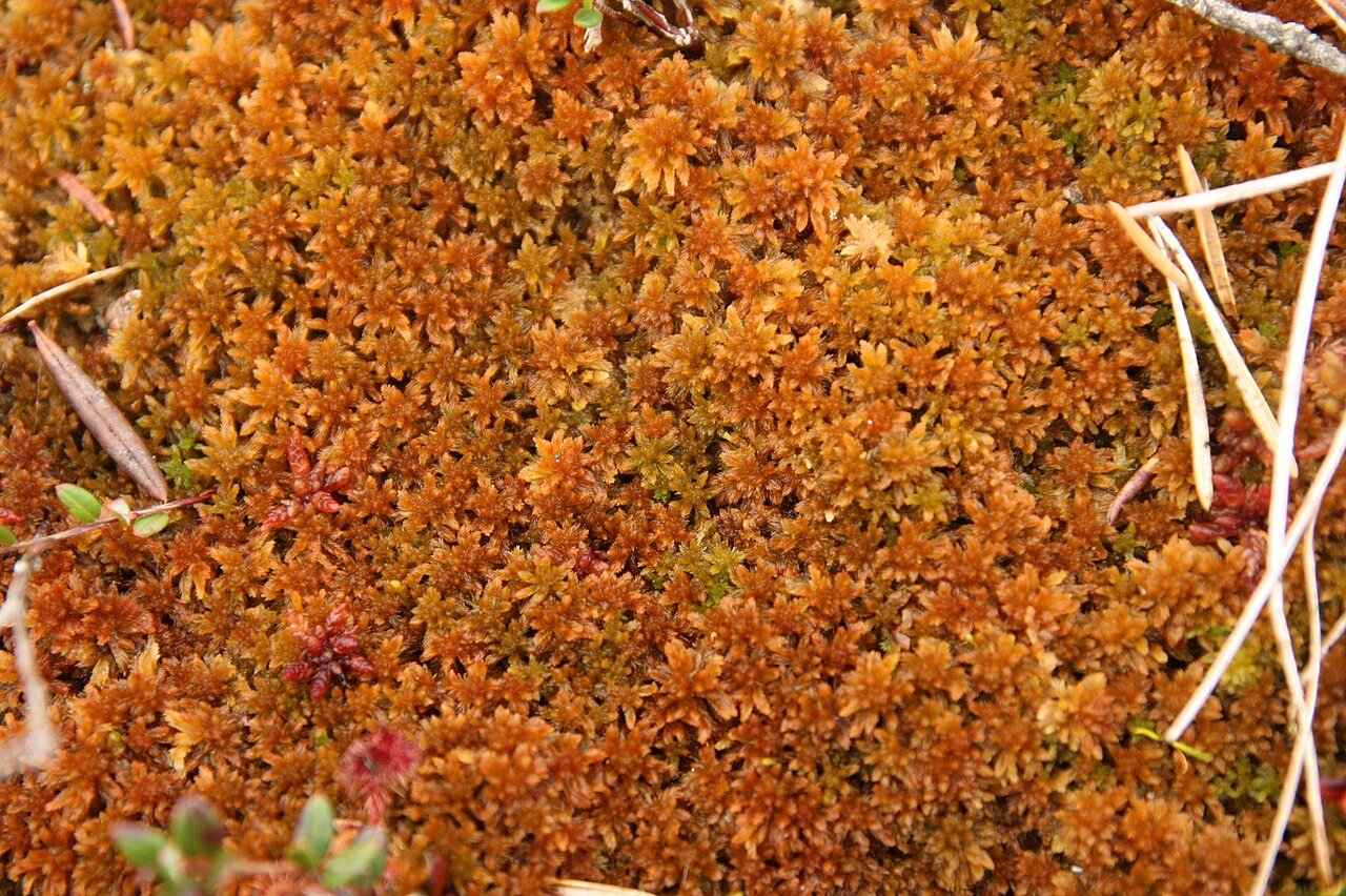 Close up of sphanum moss