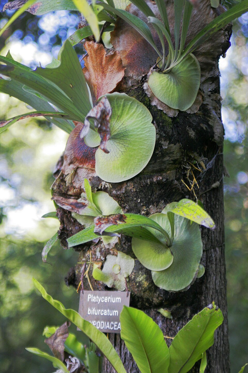 Close up of a Staghorn fern mounted on a tree