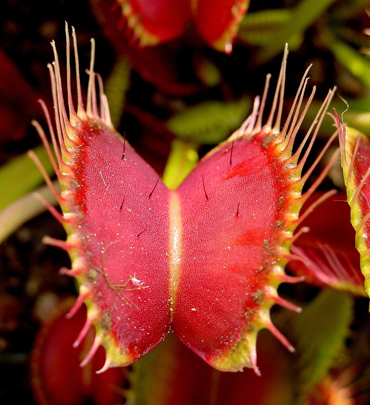 Close up of Venus Flytrap