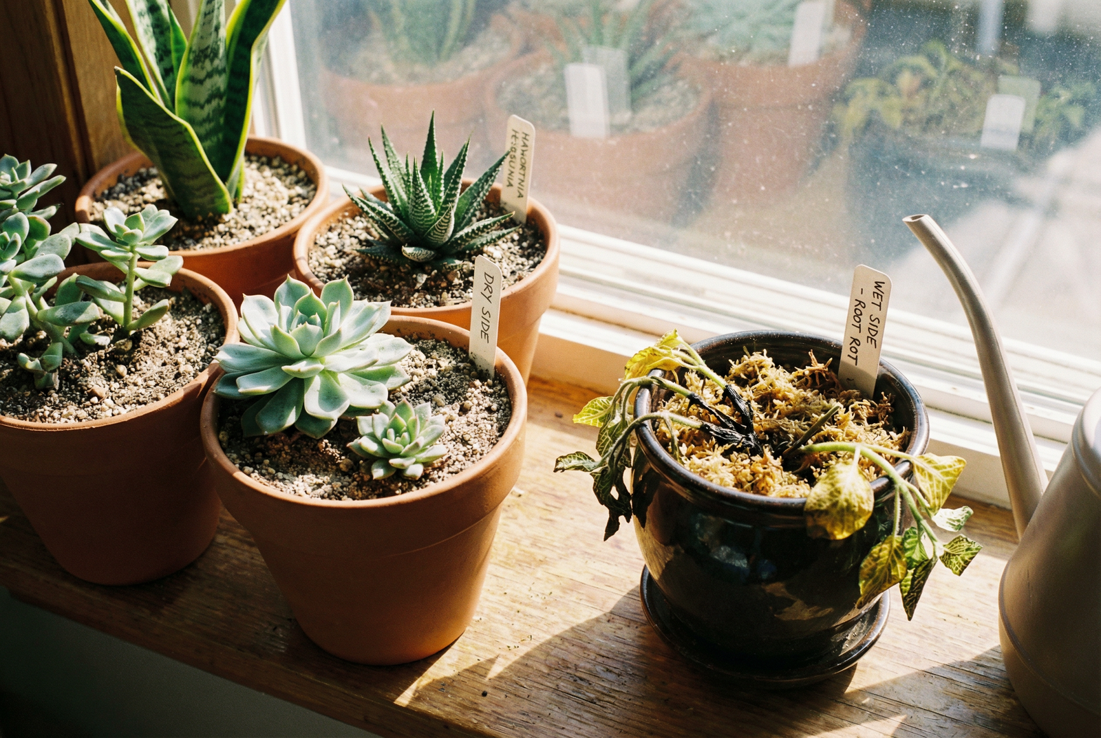 Succulents thriving in dry soil next to a rotting plant in wet moss