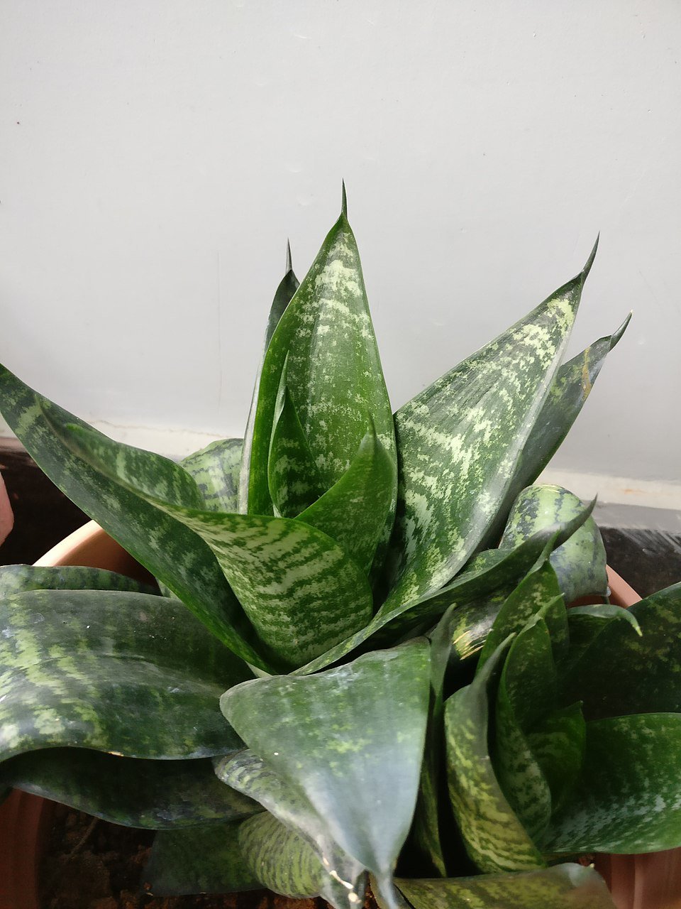 Close up of Snake Plant leaves