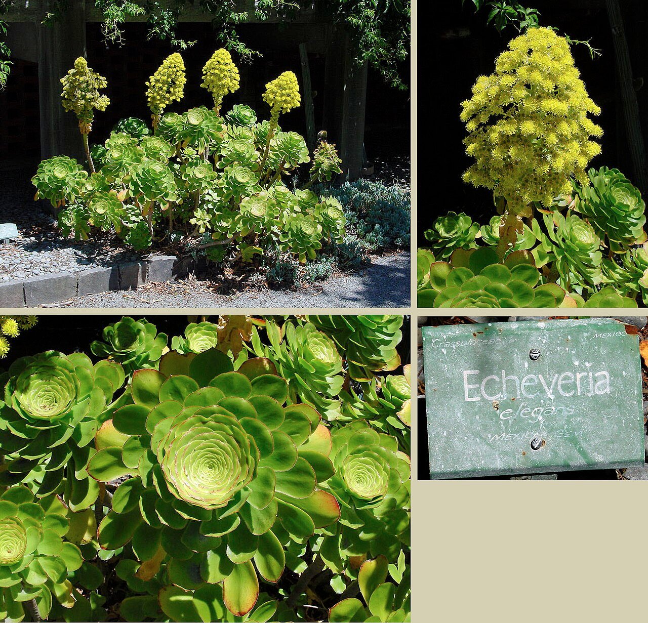 Close up of a rotting succulent