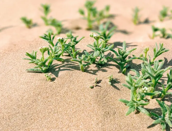 plant that should not be grown in sphagnum moss