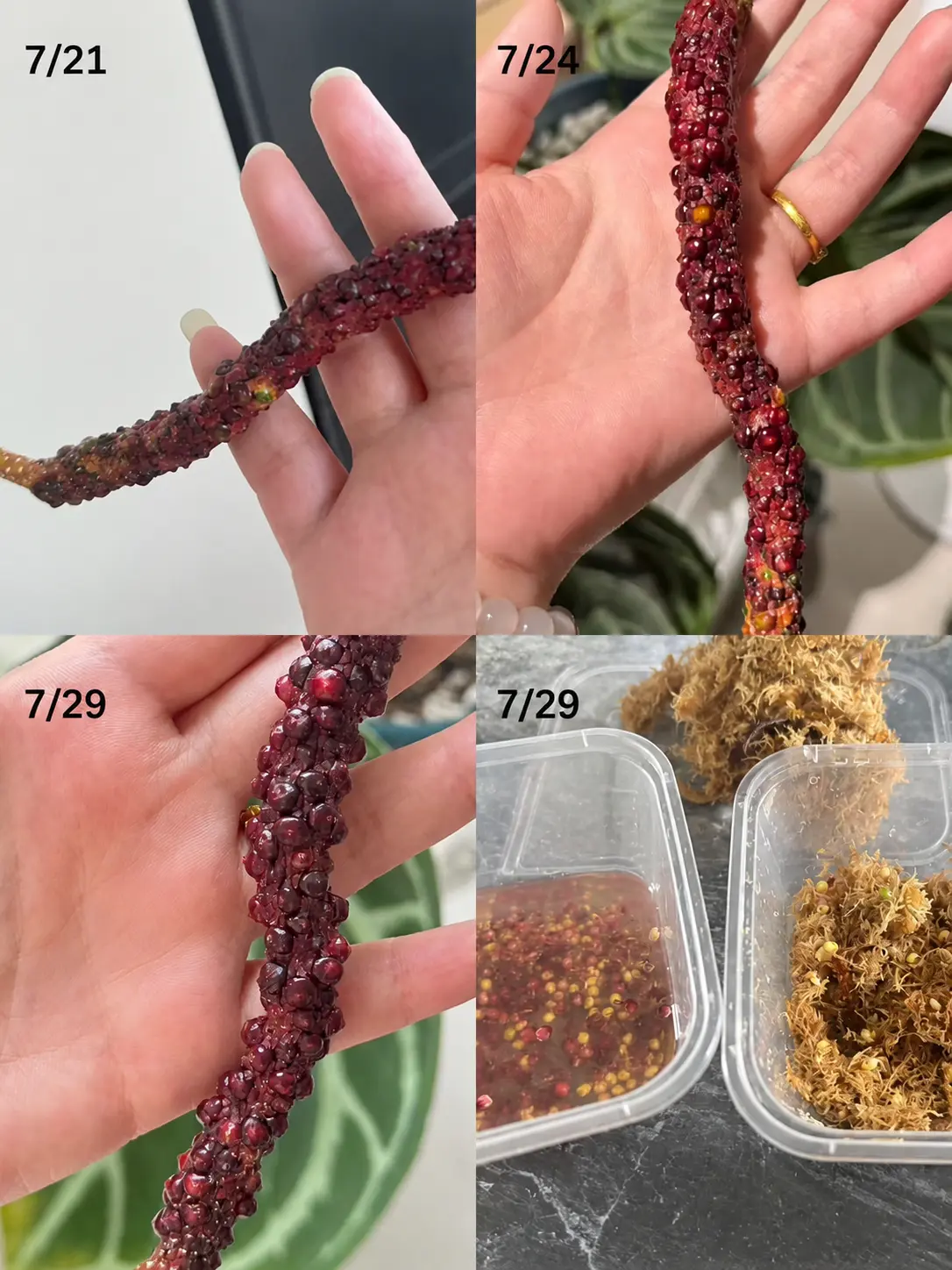 Anthurium seed propagation process from ripening berries to sowing fresh seeds