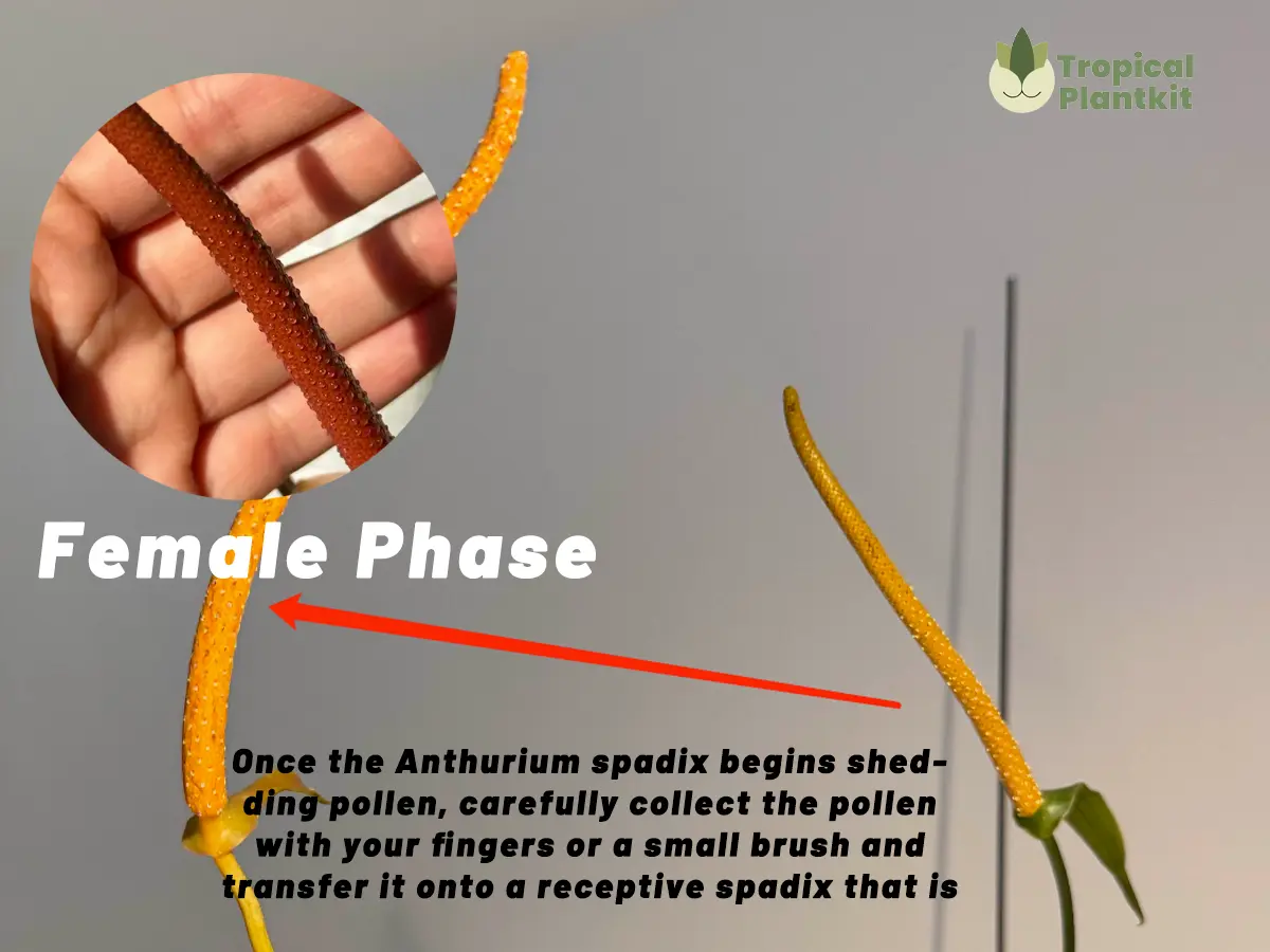 When the male-phase spadix starts releasing pollen, collect the pollen and transfer it to a receptive female-phase spadix showing stigmatic exudate. This completes the hand-pollination process.