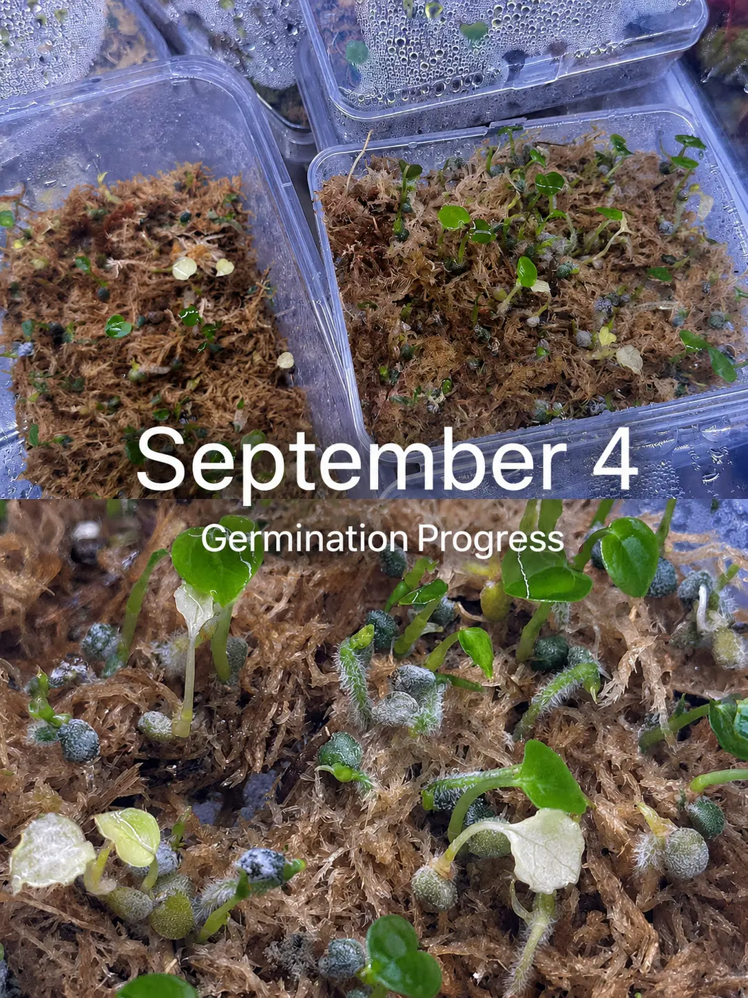 Anthurium seedlings germinating in sphagnum moss on September 4, showing early leaf emergence and seedling development