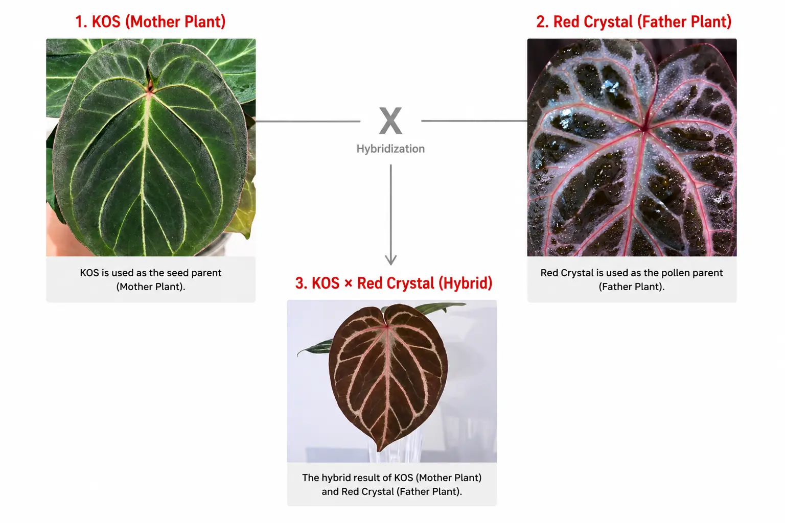 KOS mother Anthurium hybridized with Red Crystal father Anthurium infographic showing parent plants and hybrid offspring leaf characteristics.