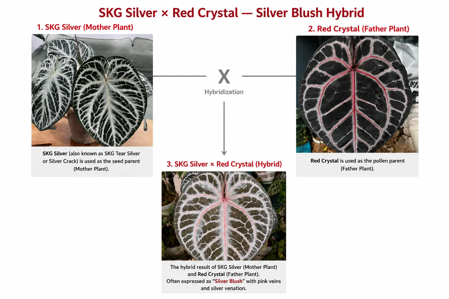 An infographic showing the hybridization of Anthurium SKG Silver and Red Crystal. The left side displays SKG Silver as the mother plant with strong silver crack venation, while the right side shows Red Crystal as the father plant with dark foliage and pink-red veins. The bottom section features the hybrid offspring combining silver venation with blush pink veins, labeled as “SKG Silver × Red Crystal — Silver Blush Hybrid.”