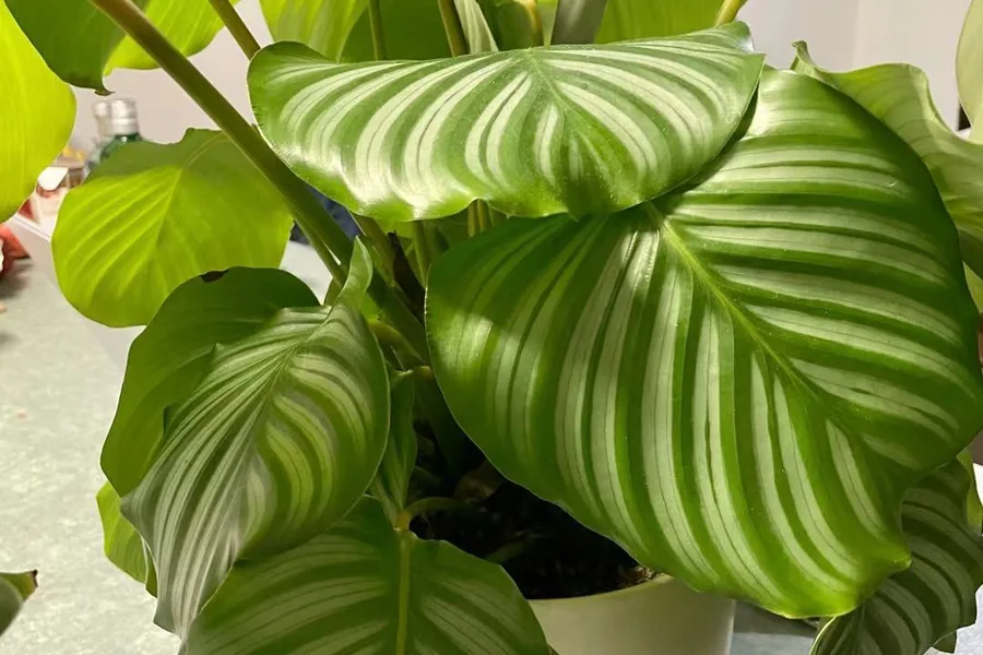 Calathea orbifolia with large round striped leaves as an indoor houseplant