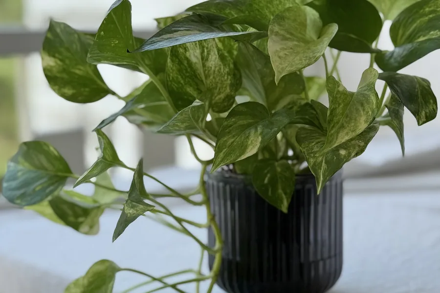 Golden pothos with heart-shaped green and yellow variegated leaves
