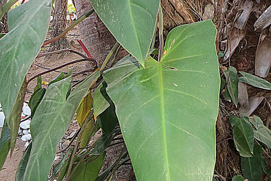 Heartleaf Philodendron