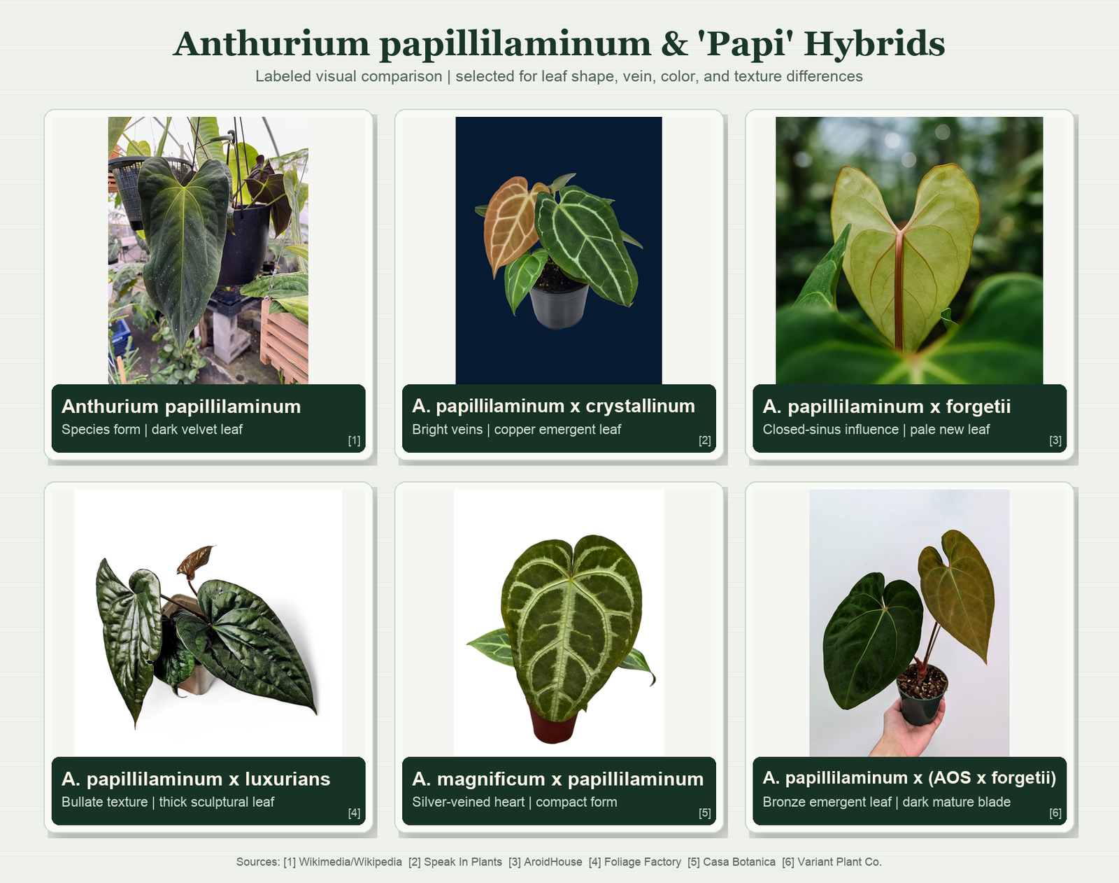 Anthurium papillilaminum (and 'Papi' hybrids)