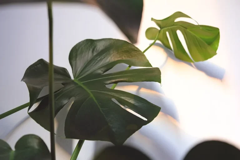 Monstera deliciosa with large split leaves growing indoors near a window