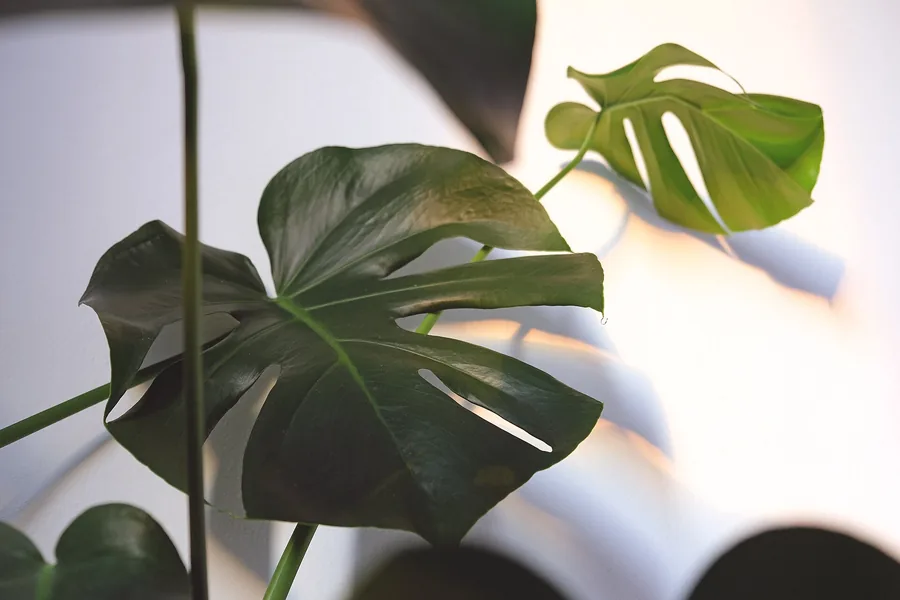 Monstera deliciosa with large split leaves growing indoors near a window
