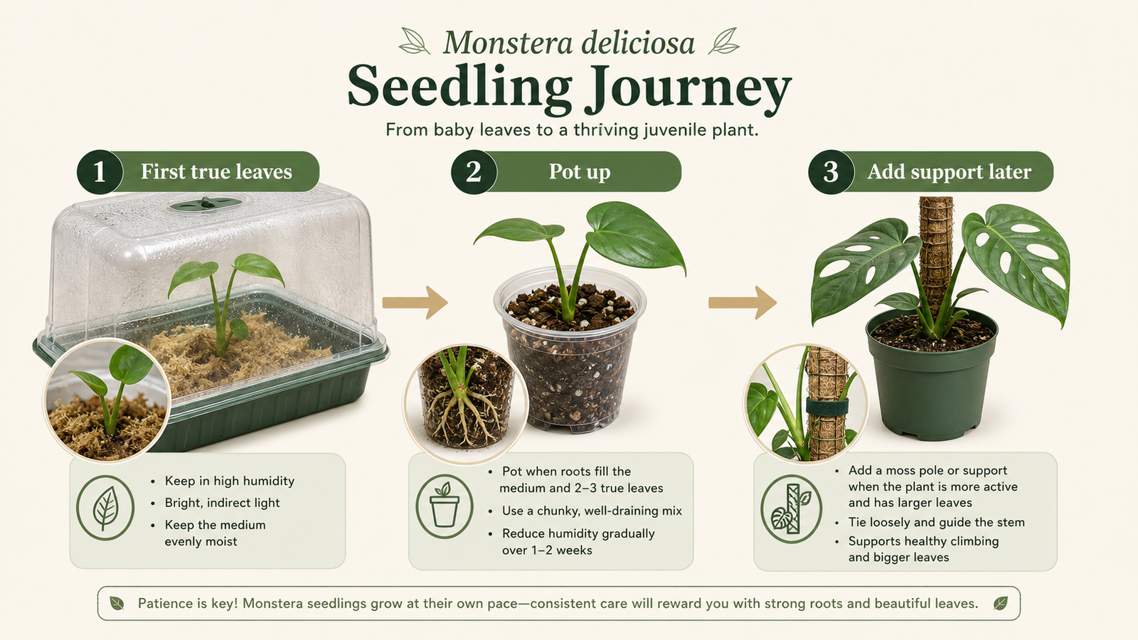 Monstera deliciosa seedling stages from first true leaves to potting up and adding support later