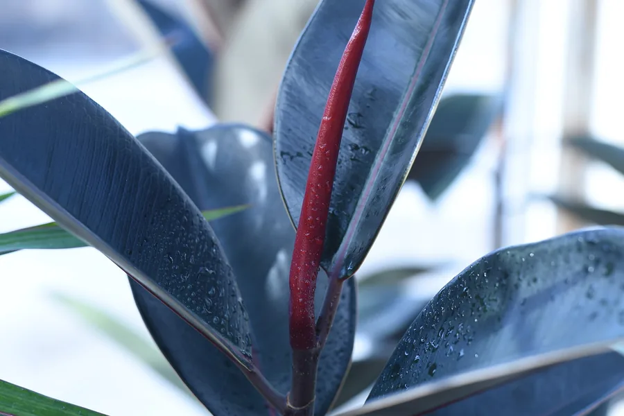 Rubber plant with broad glossy green leaves