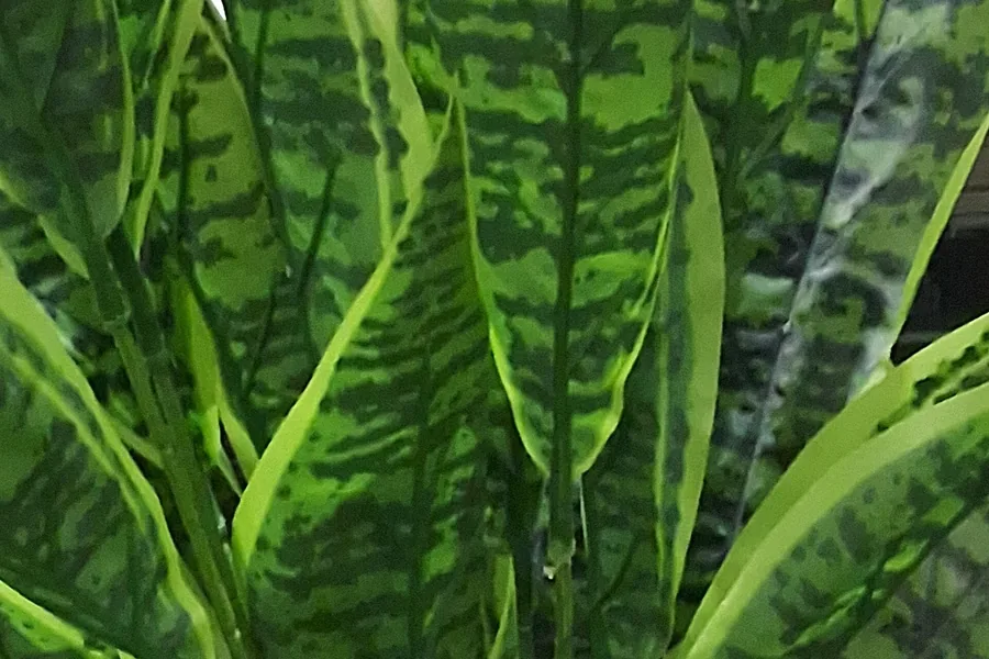 Snake plant with upright striped leaves in a simple indoor pot