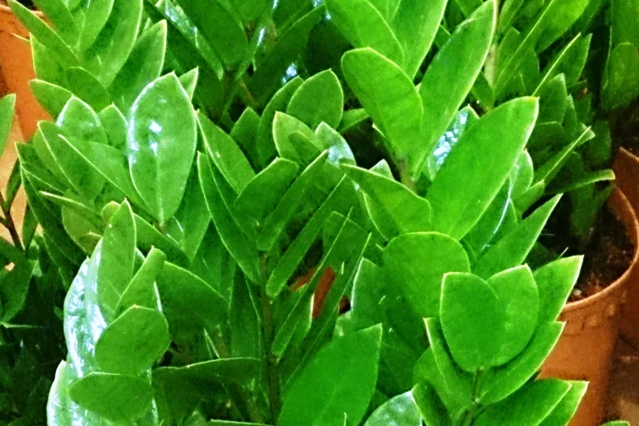 ZZ plant with glossy upright dark green leaves