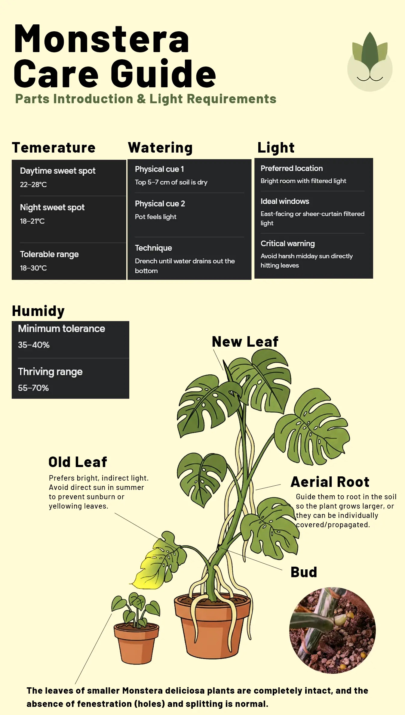 Monstera care basics cheatsheet