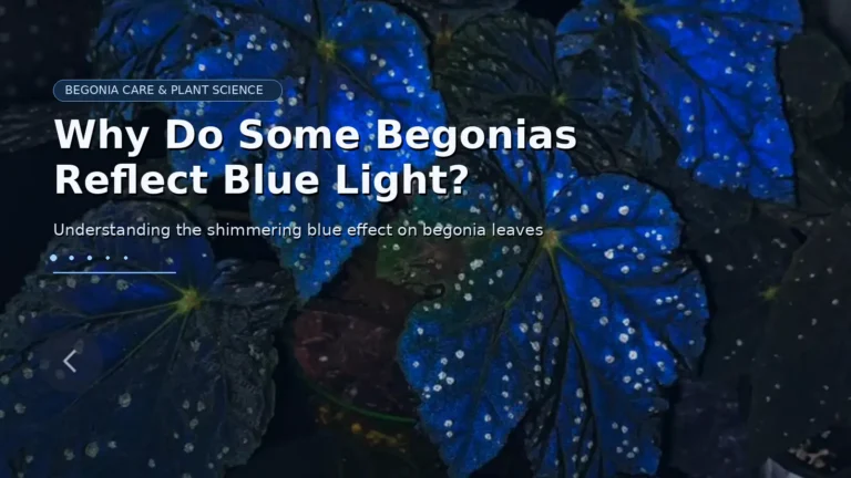 why do some begonias reflect blue light