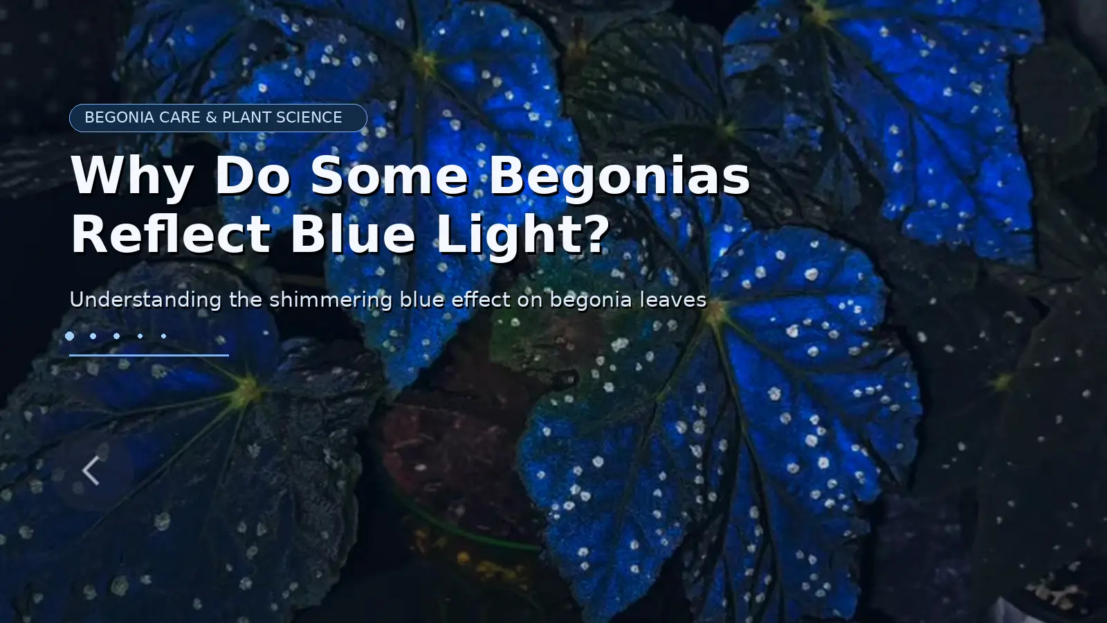 why do some begonias reflect blue light